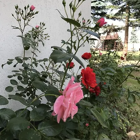 Zielona Noc Homestay szállás